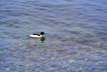 Male common merganser duck at shore of Lake Geneva on a cloudy spring day. Photo taken April 4th, 2022, Montreux, Switzerland.