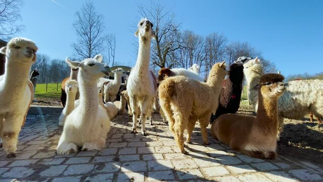 Lama glama, alpaca