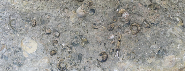 Fossilized cephalopod shells. Prolobites and platyclimenia. Selective focus. Close-up, background and texture