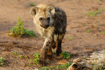 Playful Spotted Hyena pup awaking at the den with sunrise in Sabi Sands Game Reserve in South Africa