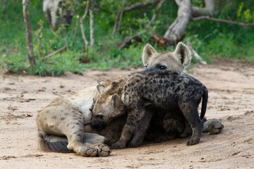 Spotted Hyena mother nursing her  pups at the den with sunrise in Sabi Sands Game Reserve in South Africa