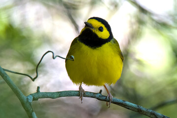 Fototapeta premium hooded warbler
