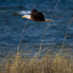 bald eagle over the water
