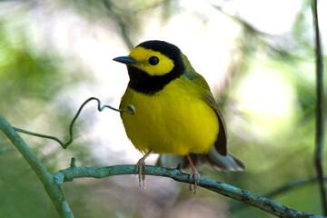 hooded warbler