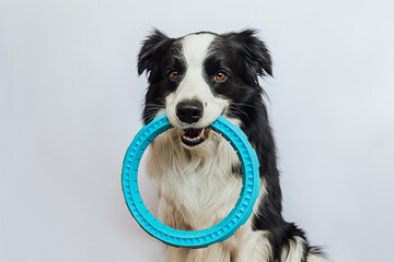 Pet activity. Funny puppy dog border collie holding blue puller ring toy in mouth isolated on white background. Purebred pet dog wants to playing with owner. Love for pets friendship companion concept