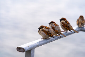 Close-up of sparrows sitting on metal handrail at border of Lake Geneva at City of Montreux on a blue cloudy spring morning. Photo taken April 4th, 2022, Montreux, Switzerland.