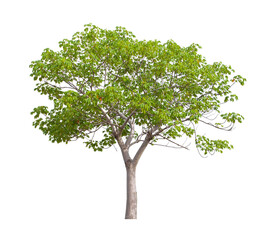 Tree isolated on white background, With Clipping path.