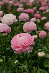 Close up shot of a beautiful blossoming ranunculus bud in the field. Persian buttercup flower farm at springtime blooming season. Copy space for text, colorful background.