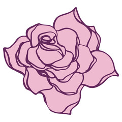 Rose flower illustration. Hand drawn vector.