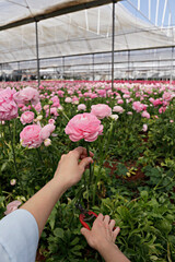 Close up shot of a woman at a you pick farm of beautiful blossoming ranunculus. Female picking persian buttercup flowers at springtime blooming season. Copy space for text, colorful background.