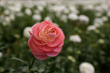 Close up shot of a beautiful blossoming ranunculus bud in the field. Persian buttercup flower farm at springtime blooming season. Copy space for text, colorful background.