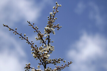 Zweige der Wildkirsche mit Knospen und weißen Blüten