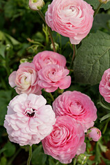 Close up shot of a beautiful blossoming ranunculus bud in the field. Persian buttercup flower farm at springtime blooming season. Copy space for text, colorful background.