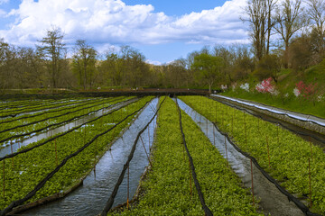 Obraz premium わさび田