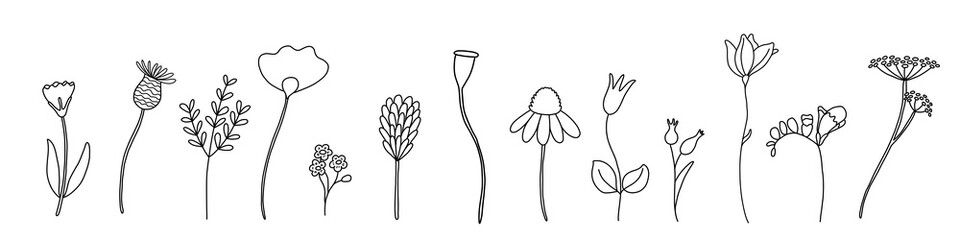 Wildflower line art set. Flower doodle botanical collection. Herbal and meadow plants, grass. Vector illustration isolated on white background.