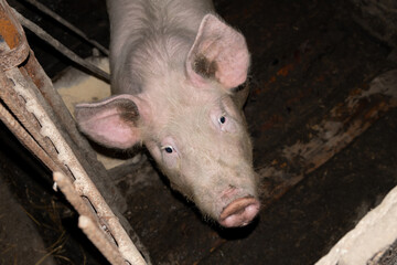 pig in pen top view, pork for meat production.