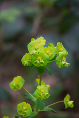 Euphorbia de flores verdes