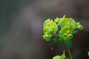 Euphorbia de flores verdes