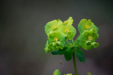 Euphorbia de flores verdes