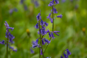 Jacinto de los bosques