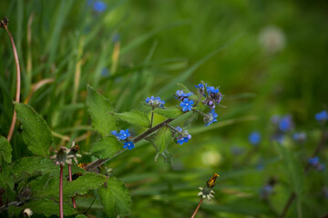 Pequeñas flores azules de Pentaglottis