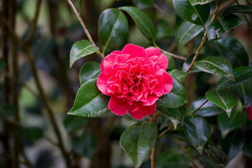Camelia roja con hojas verdes