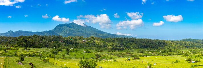Rice terrace field on Bali