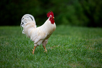 white rooster on grass