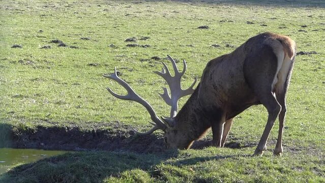 Hirsch auf einer Wiese