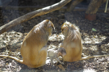 Animals in the zoo. Different animals in the zoo. The zoo opened in the spring