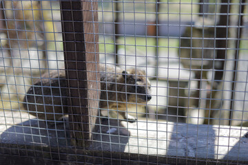 Animals in the zoo. Different animals in the zoo. The zoo opened in the spring