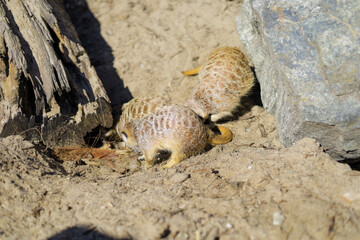 Obraz premium Animals in the zoo. Different animals in the zoo. The zoo opened in the spring