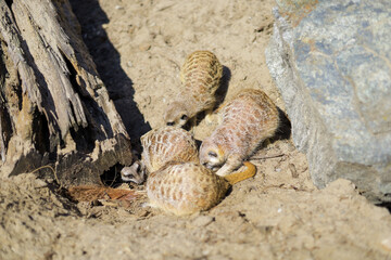 Animals in the zoo. Different animals in the zoo. The zoo opened in the spring