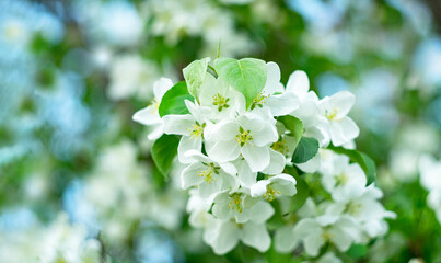Apple tree branch with white flowers close-up. Spring, welcome. Selective focus, bokeh