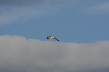 Seabird flying over the beautiful beach in the city of Benalmadena in Spain, Andalusia
