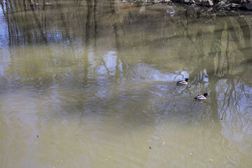 Animals in the zoo. Different animals in the zoo. The zoo opened in the spring