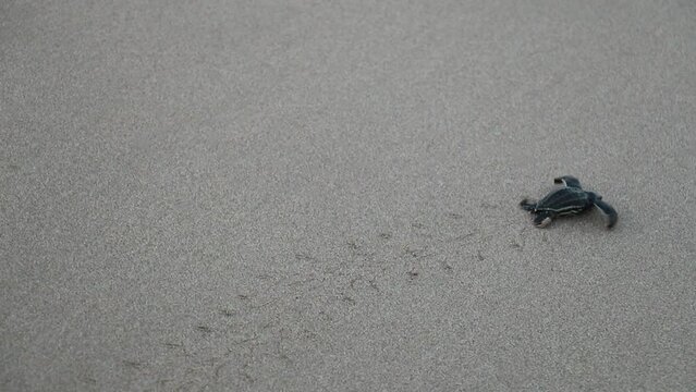frisch geschl&uuml;pfte Lederschildkr&ouml;ten