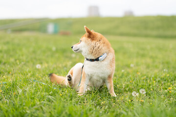 草原で振り返る柴犬