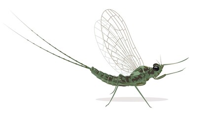 Mayfly, isolated on the white background. Vector illustration.
