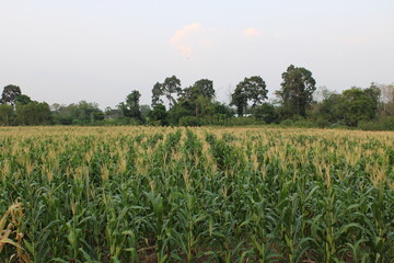 Corn Plantation background