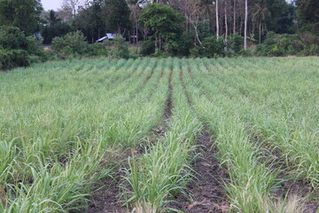 sugarcane plantation background