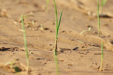 photo of A small garlic plant growing in the field