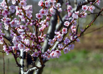 Peach tree flowers in spring time