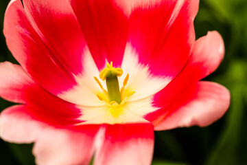 Fototapeta na wymiar Tulip FlowerPower