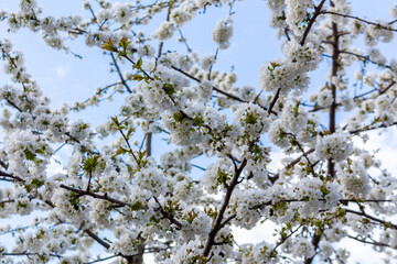 White flowers of the cherry blossoms on a spring day