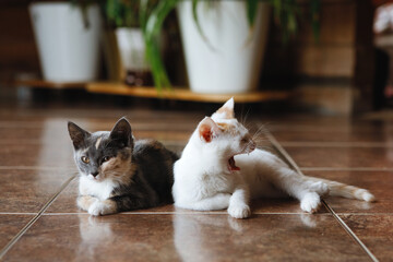 Cats on the floor in the interior