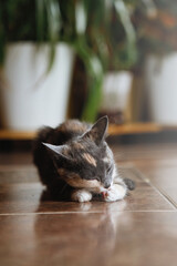 Cat on the floor in the interior