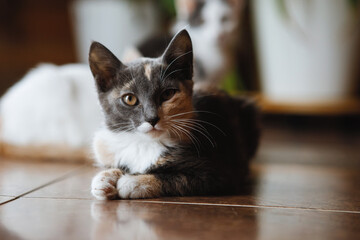 Cat on the floor in the interior