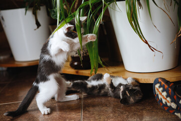Grey-white and tri-color cats playing on the floor in an interior.