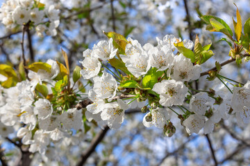 White flowers of the cherry blossoms on a spring day